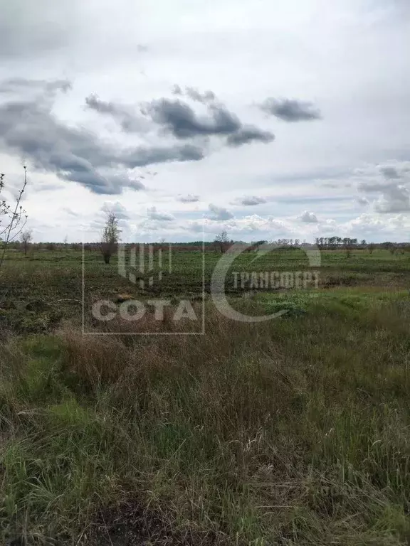 Участок в Воронежская область, Новоусманский район, Усманское 1-е ... - Фото 2