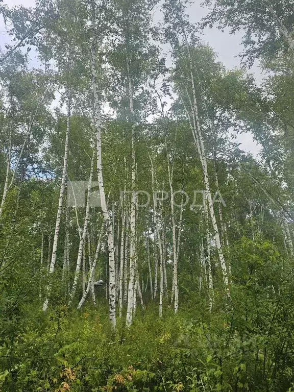 Участок в Новосибирская область, Новосибирск Золотая Горка СНТ, аллея ... - Фото 1