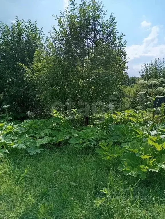 Участок в Вологодская область, д. Коренево  (12.7 сот.) - Фото 2