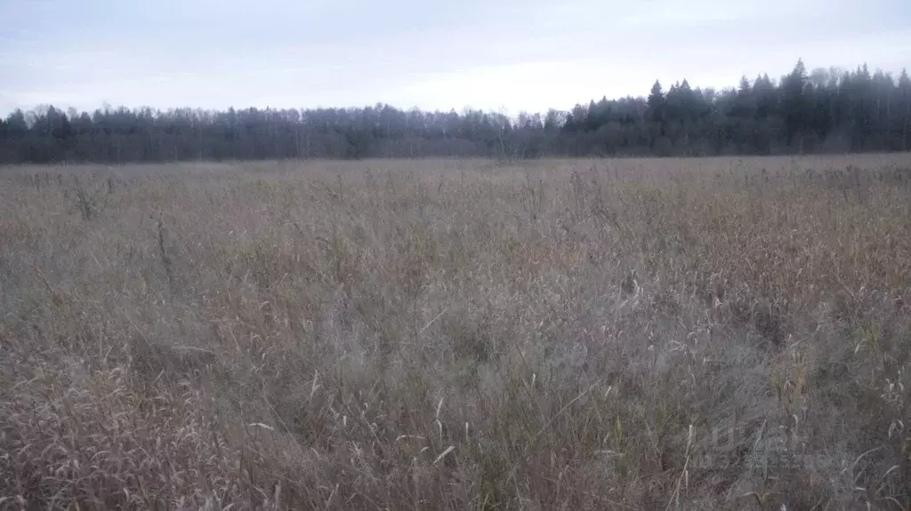 Участок в Московская область, Шаховская муниципальный округ, с. Белая ... - Фото 1