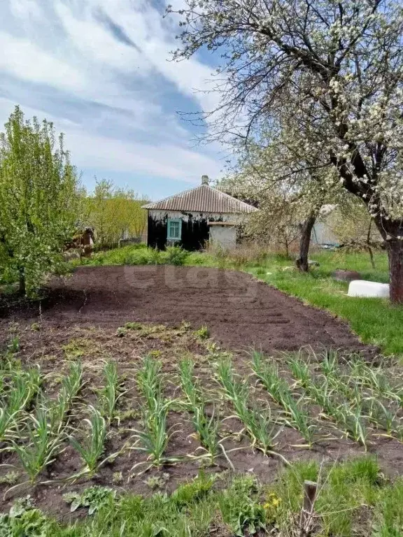 Дом в Белгородская область, Губкинский городской округ, с. Осколец ул. ... - Фото 1