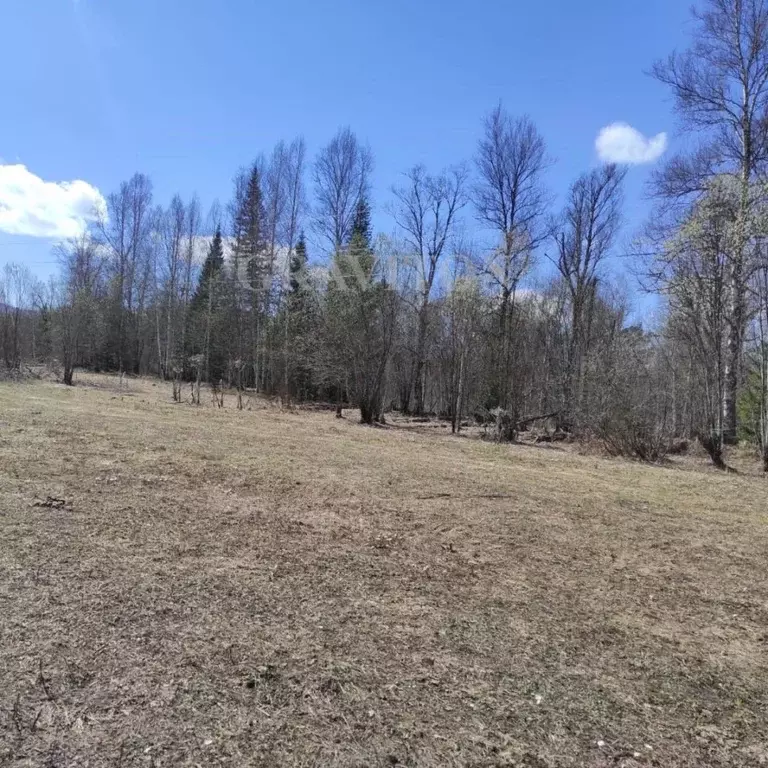 Участок в Алтай, Турочакский район, с. Дмитриевка  (6.0 га.) - Фото 2