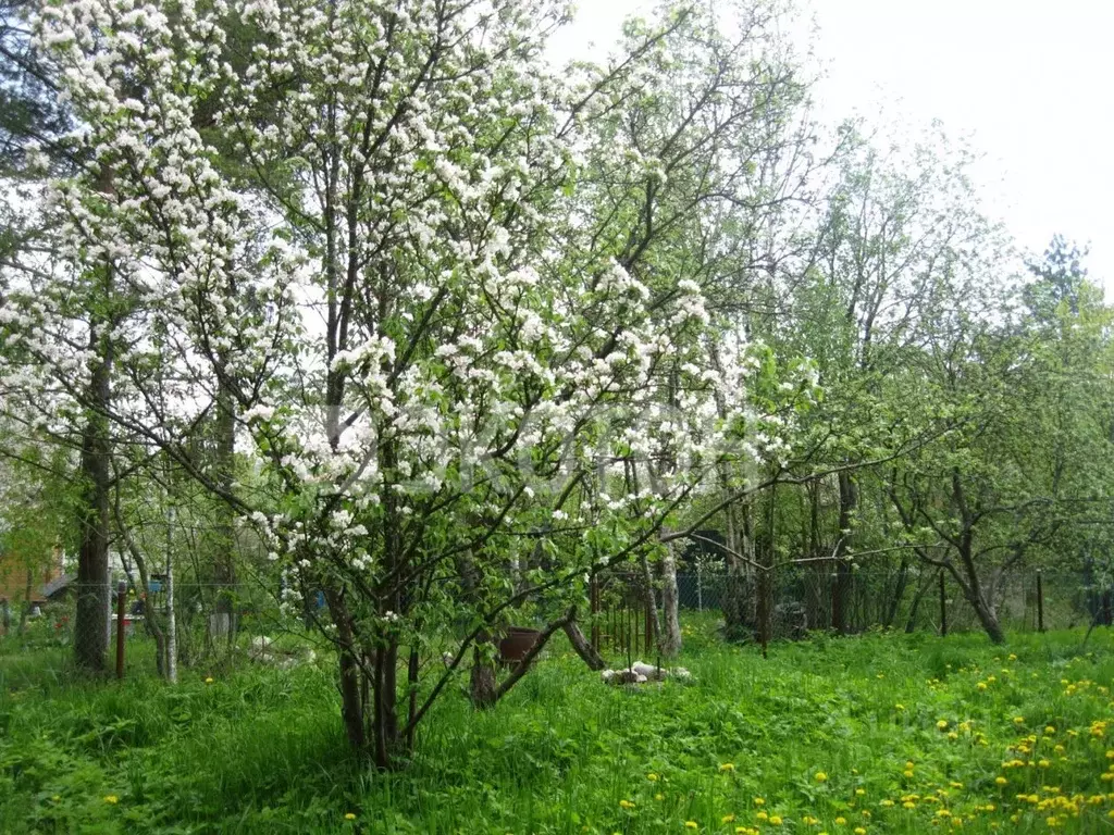 Участок в Ленинградская область, Кировский район, Синявинское ... - Фото 1