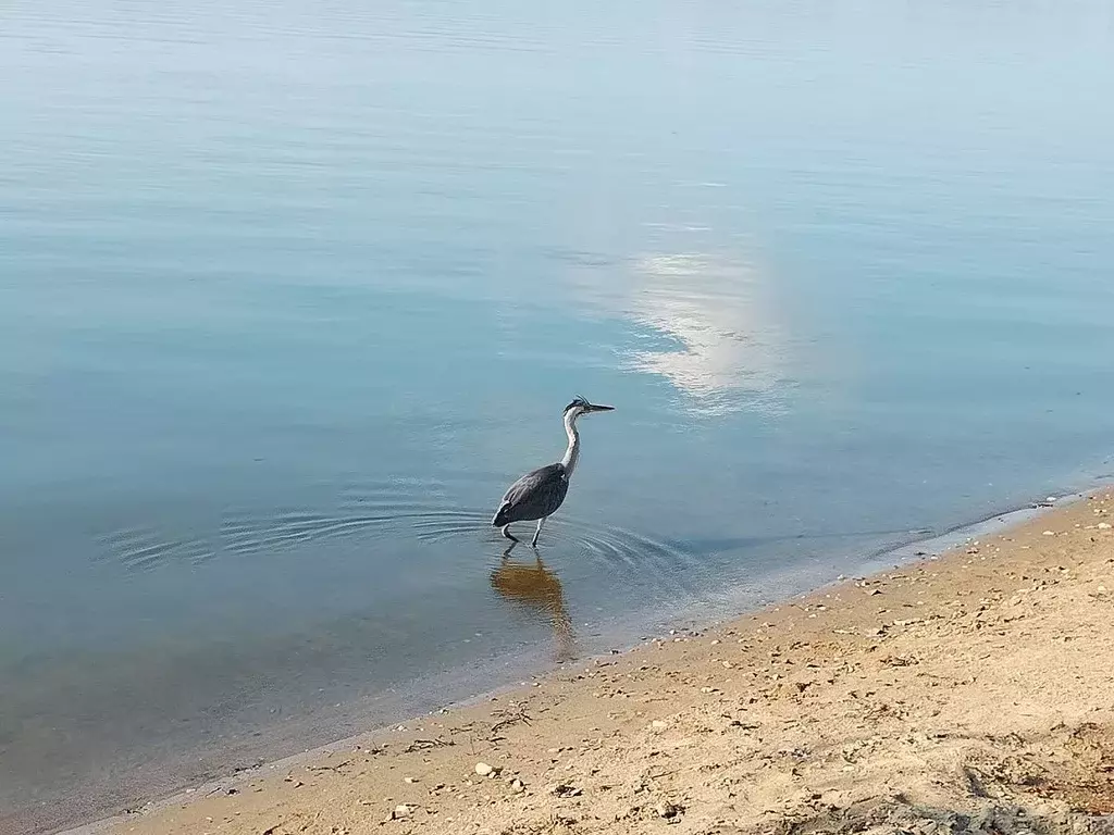 Участок в Новосибирская область, Мошковский район, с. Белоярка ул. ... - Фото 2