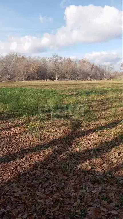 Участок в Воронежская область, Новоусманский район, с. Хреновое ул. ... - Фото 1
