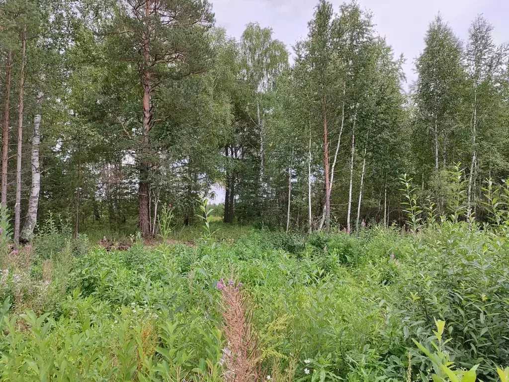 Участок в Свердловская область, Белоярский городской округ, с. ... - Фото 1