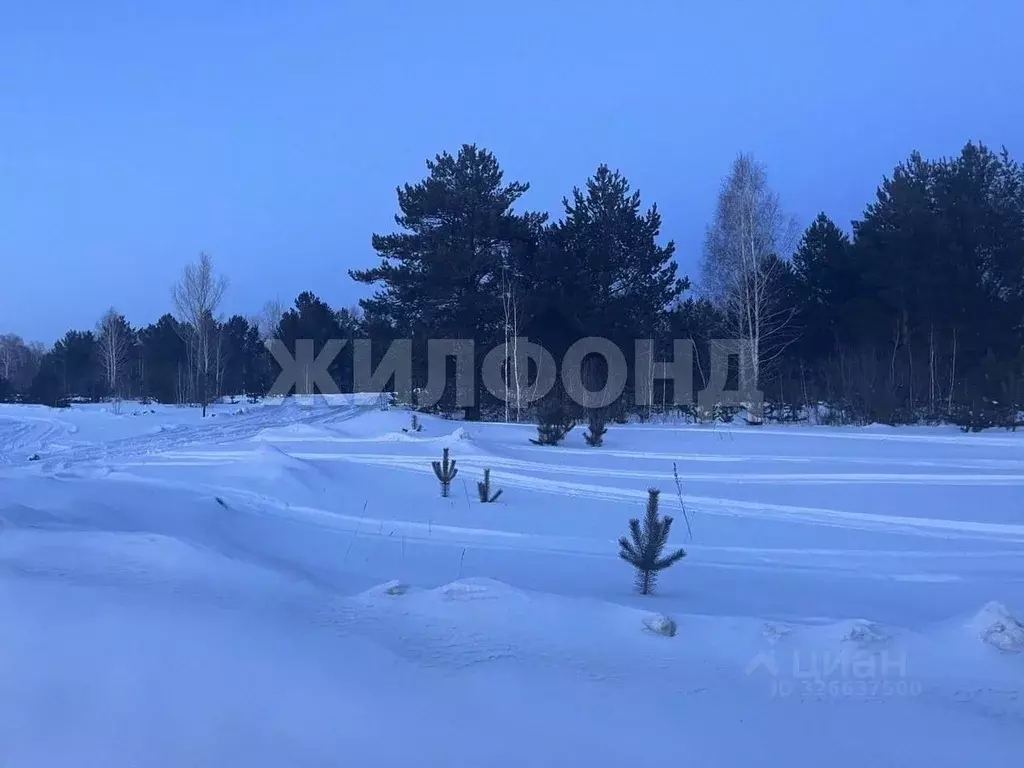 Участок в Новосибирская область, Колыванский район, с. Сидоровка Новая ... - Фото 2