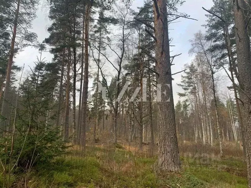 Участок в Ленинградская область, Приозерский район, Громовское с/пос, ... - Фото 1