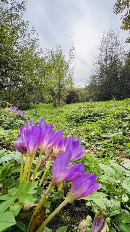 Участок, 6 сот., сельхоз (снт или днп) - Фото 1