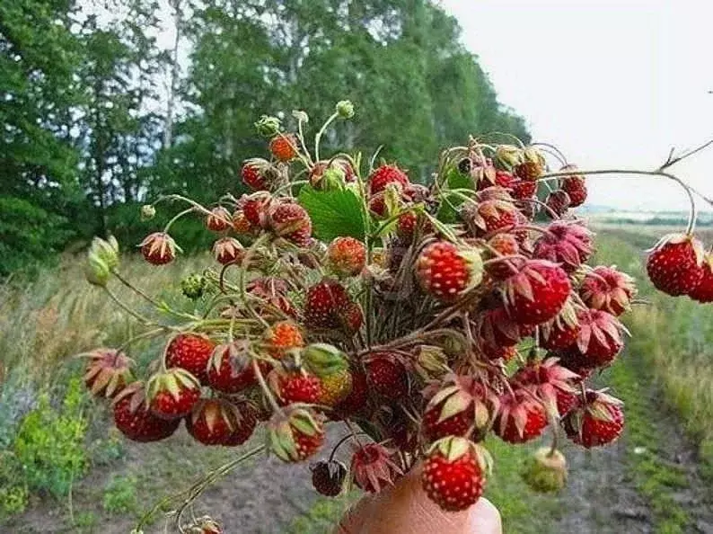 Участок в Алтайский край, Крутихинский район, с. Крутиха  (15.0 сот.) - Фото 1