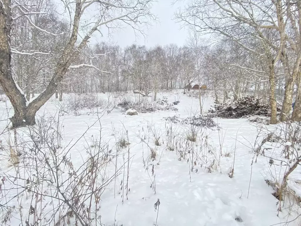 Участок в Камчатский край, Елизовский муниципальный округ, Солодок СНТ ... - Фото 2