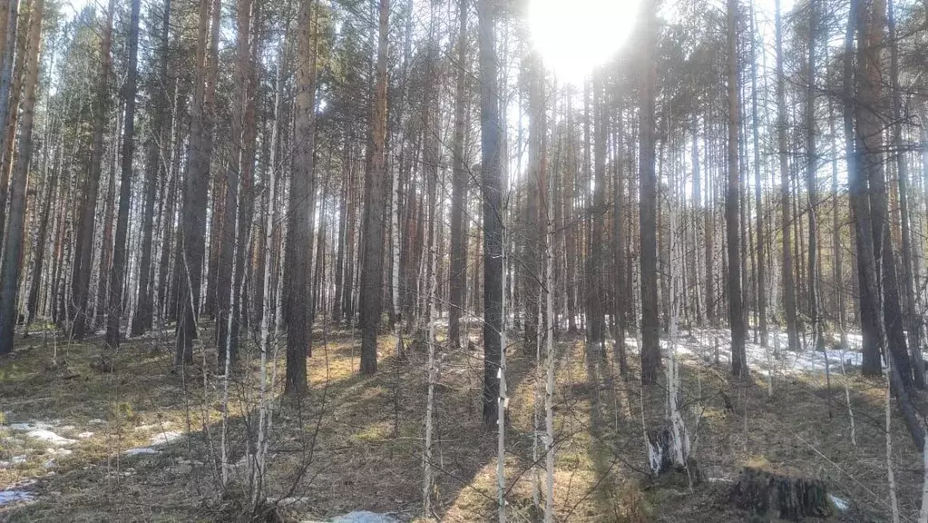 Участок в Иркутская область, Усть-Илимский район, Родник СНТ  (10.0 ... - Фото 0