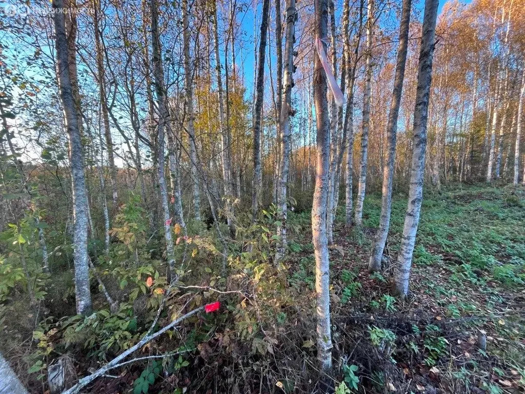 Участок в Приозерский район, Кузнечнинское городское поселение, ... - Фото 0