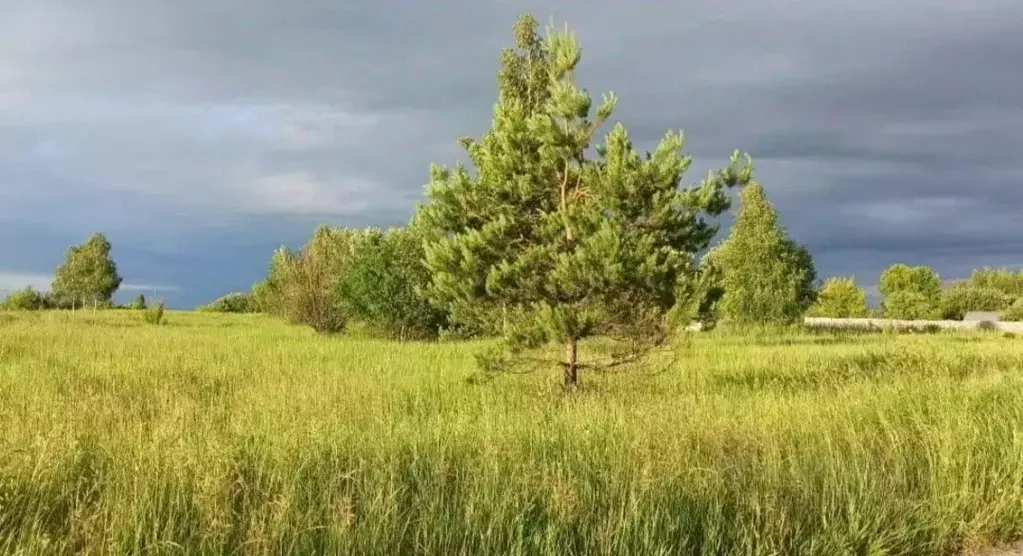Участок в Московская область, Луховицы муниципальный округ, пос. ... - Фото 1