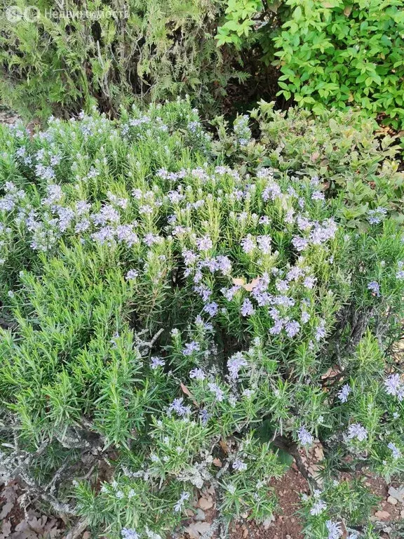 Участок в Симферопольский район, село Трудовое (10 м) - Фото 0