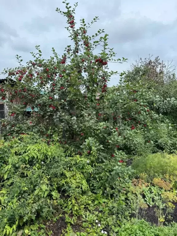 Дом в Кемеровская область, Кемерово Кооперативная ул. (42 м) - Фото 1