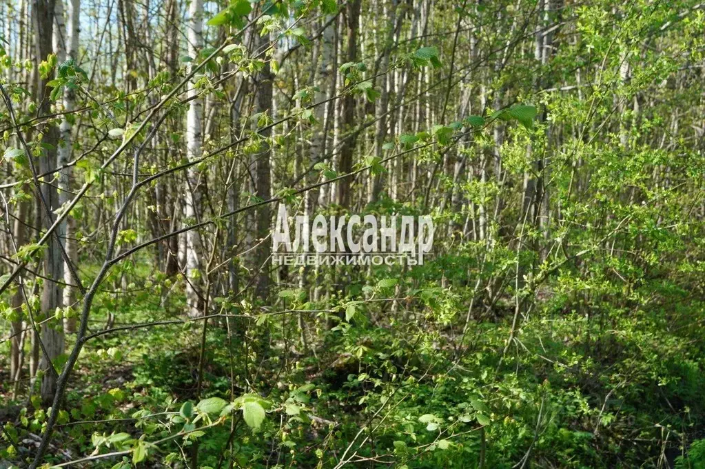 Участок в Ленинградская область, Тосненский район, Лисинское с/пос, ... - Фото 2