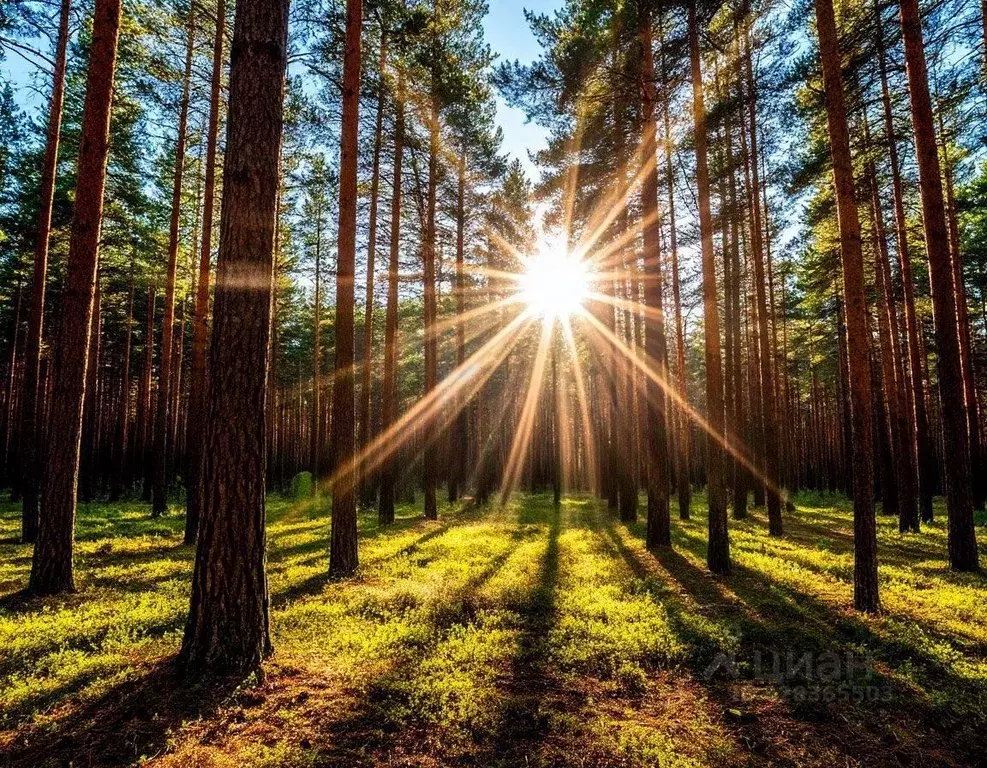 Участок в Ленинградская область, Выборгский район, Красносельское ... - Фото 2