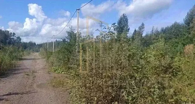 Участок в Ленинградская область, Ломоносовский район, Лебяженское ... - Фото 2