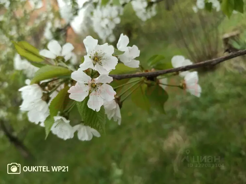 Участок в Ростовская область, Октябрьский район, Бессергеневское ... - Фото 1