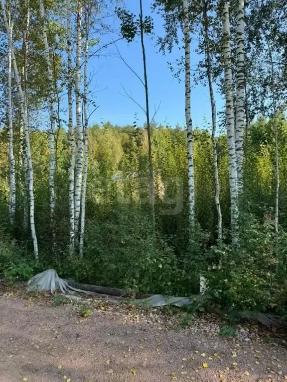 Участок в Ленинградская область, Приозерский район, Красноозерное ... - Фото 1