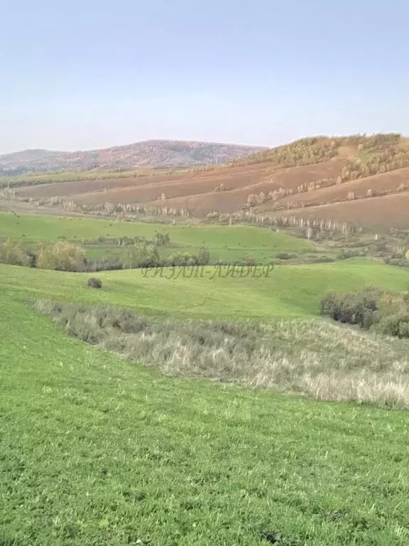 Участок в Алтай, Майминский район, пос. Алферово Центральная ул., 31А ... - Фото 1