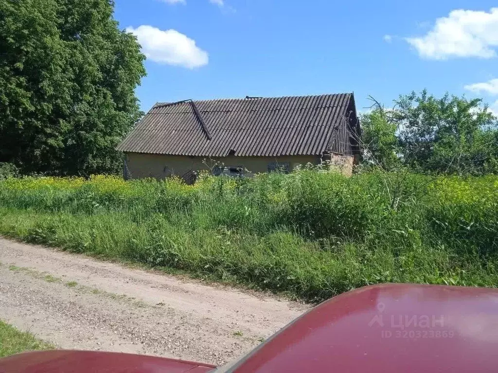 Участок в Орловская область, Хотынецкий район, с. Красные Рябинки  ... - Фото 1