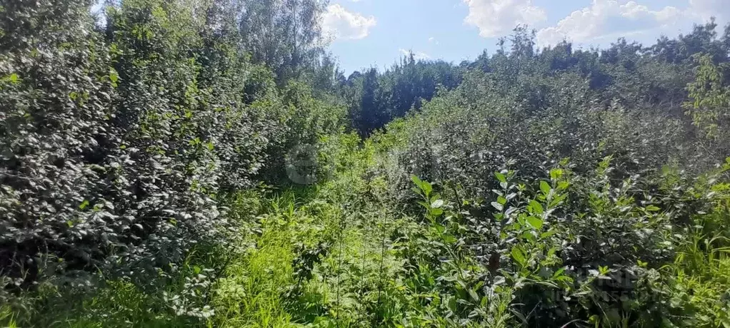 Участок в Нижегородская область, Выкса городской округ, Шиморское рп, ... - Фото 2