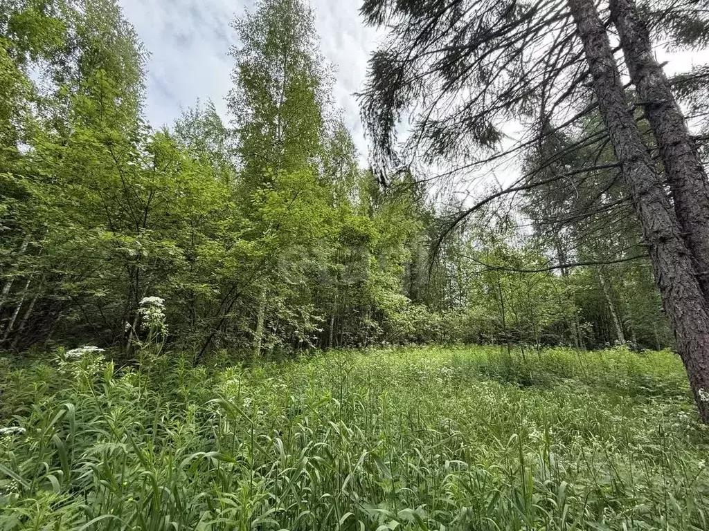 Участок в Вологодская область, У Медведя садоводческое товарищество  ... - Фото 1