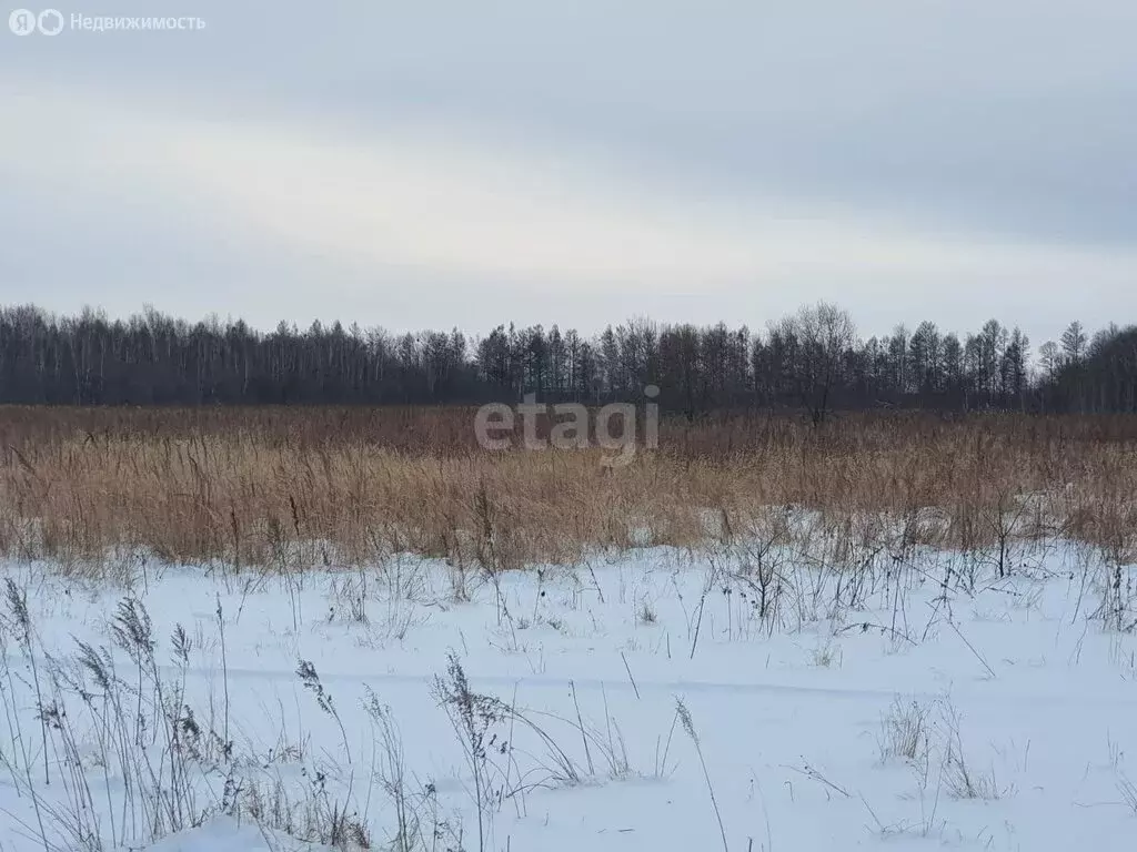 Участок в Смидовичский район, село Камышовка (470.7 м) - Фото 1