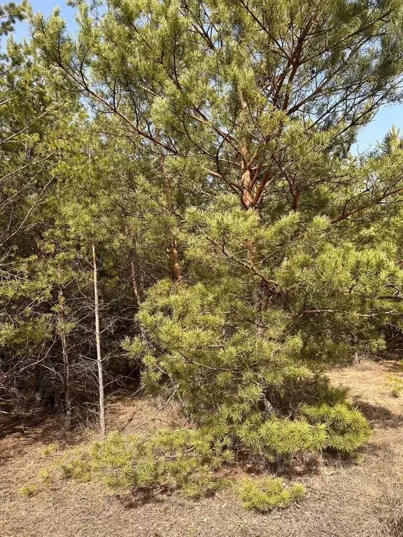 Участок в Саратовская область, Лысогорский район, Новокрасавское ... - Фото 0