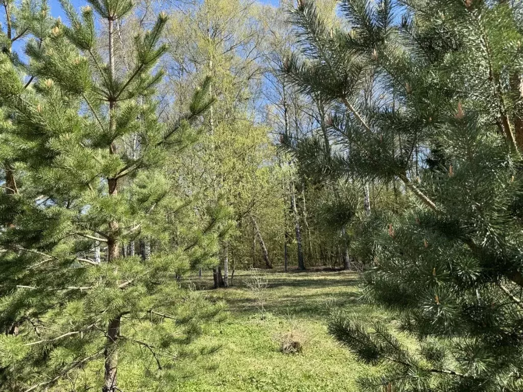 Участок в Московская область, Мытищи городской округ, д. Шолохово 26 ... - Фото 2