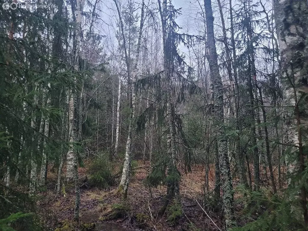 Участок в Лебяженское городское поселение, садоводческое ... - Фото 1