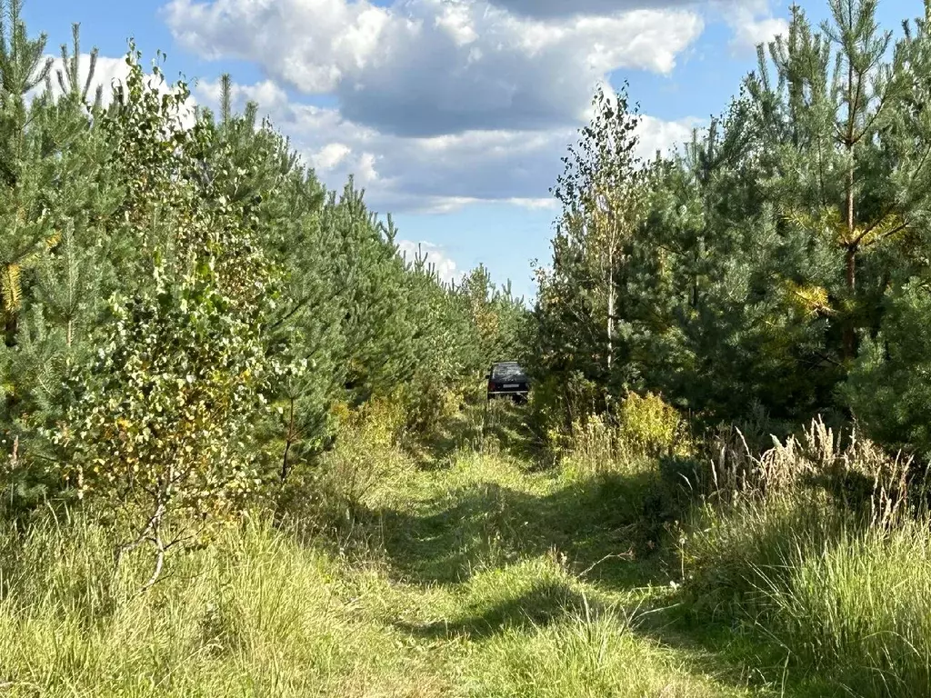 Участок в Владимирская область, Александровский район, Каринское ... - Фото 1