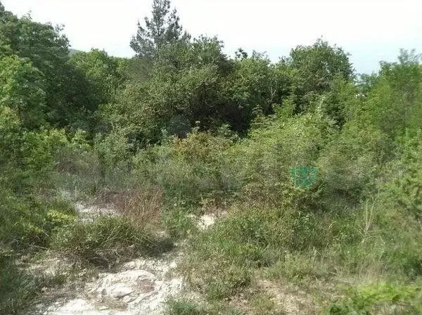 Участок в Краснодарский край, Геленджик городской округ, с. ... - Фото 0