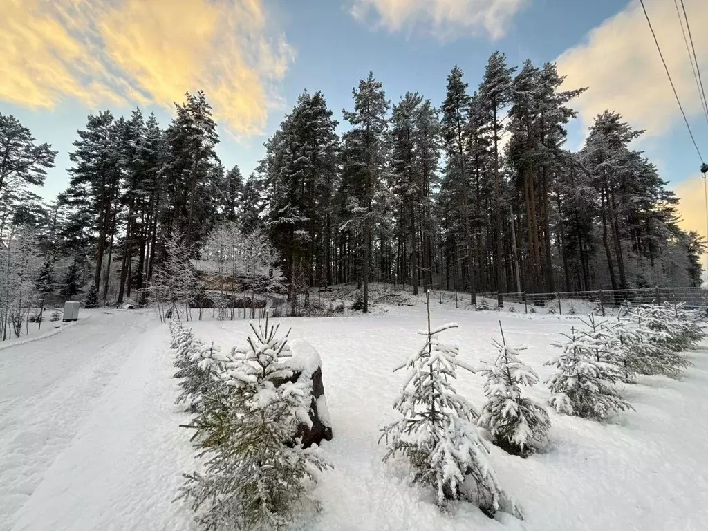 Участок в Ленинградская область, Всеволожский район, Куйвозовское ... - Фото 2