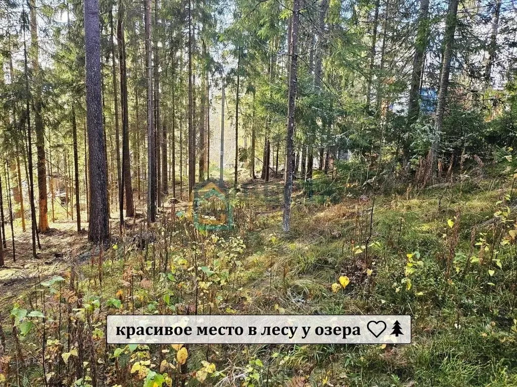 Участок в Ленинградская область, Выборгский район, Первомайское с/пос, ... - Фото 1