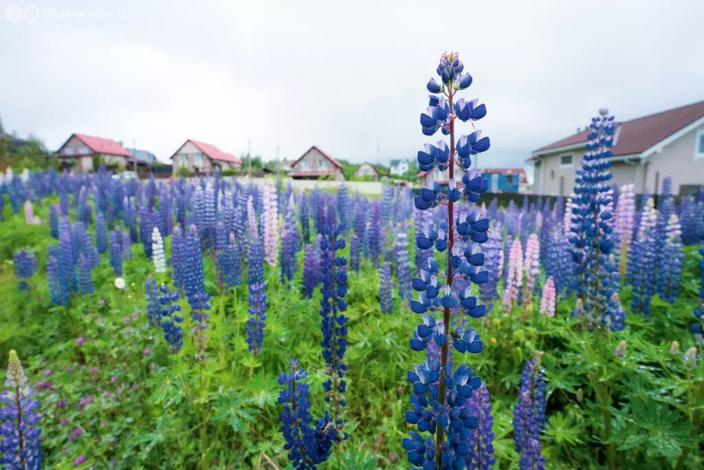 Участок в городской посёлок Рощино, улица Челканова, 14 (24 м) - Фото 0