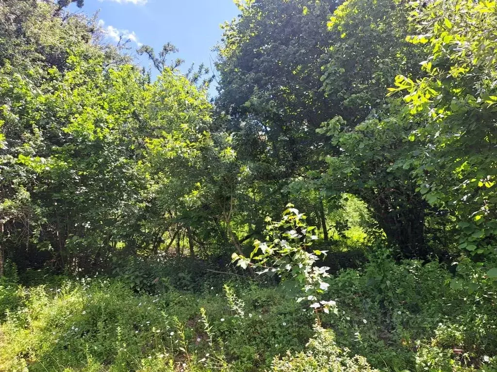 Участок в Краснодарский край, Апшеронский район, Мезмайское с/пос, ... - Фото 2