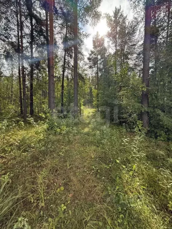 Участок в Ленинградская область, Ломоносовский район, Лебяженское ... - Фото 1