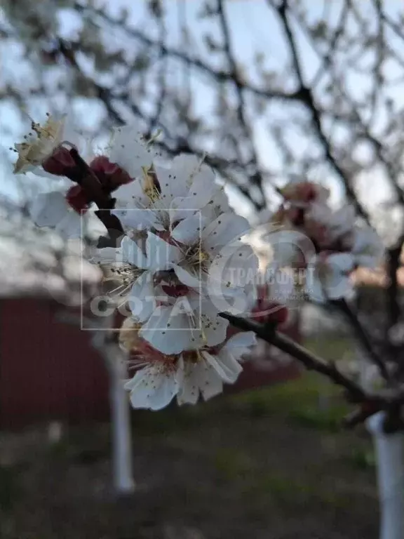 Дом 56 м на участке 1 сот. - Фото 1
