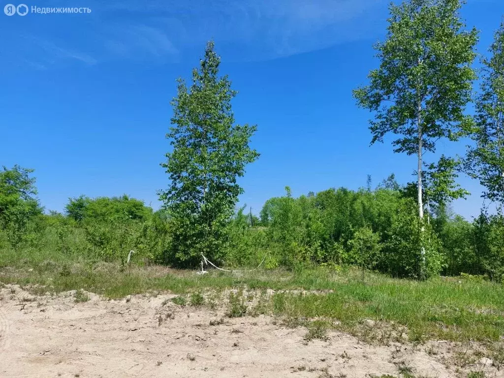 Участок в Сосновка, Лесной переулок (24 м) - Фото 0