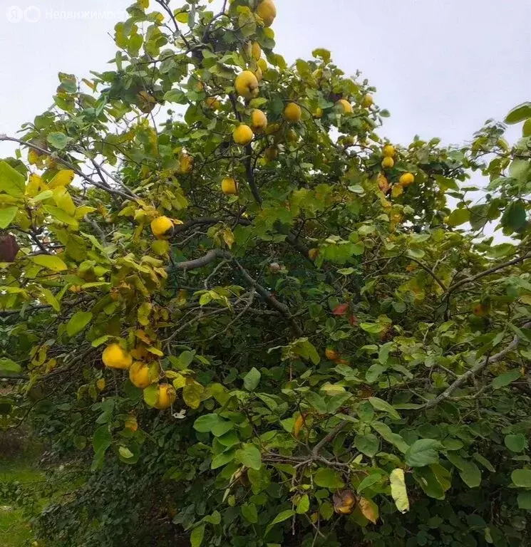 Участок в Золотая Коса, улица Жукова (15 м) - Фото 2