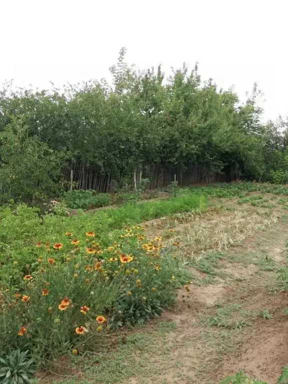 Участок в Волгоградская область, Городищенское городское поселение, ... - Фото 1