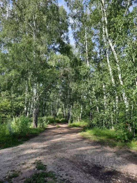 Дом в Новосибирская область, Коченевский район, Термист СНТ  (40 м) - Фото 1