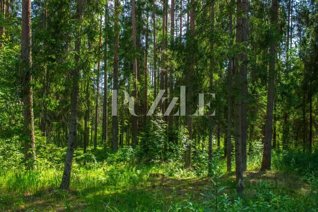 Участок в Ленинградская область, Выборгский район, Рощино пгт, КП ... - Фото 2