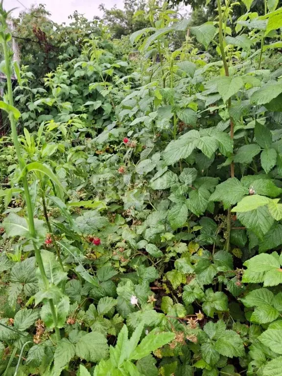 Участок в Самарская область, Красноярский район, Светлое Поле с/пос, ... - Фото 2
