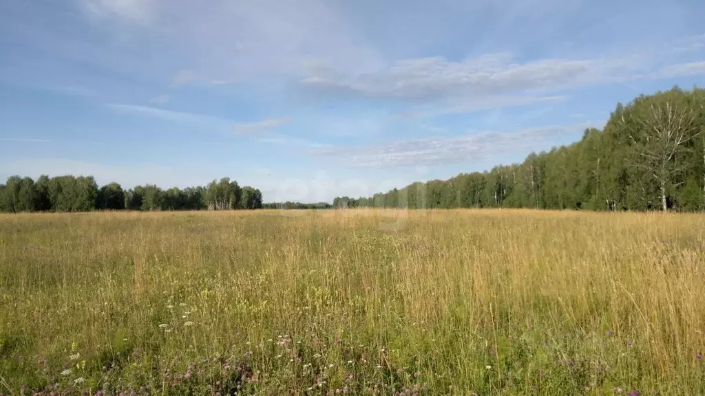Участок в Новосибирская область, Новосибирск  (850.0 сот.) - Фото 1
