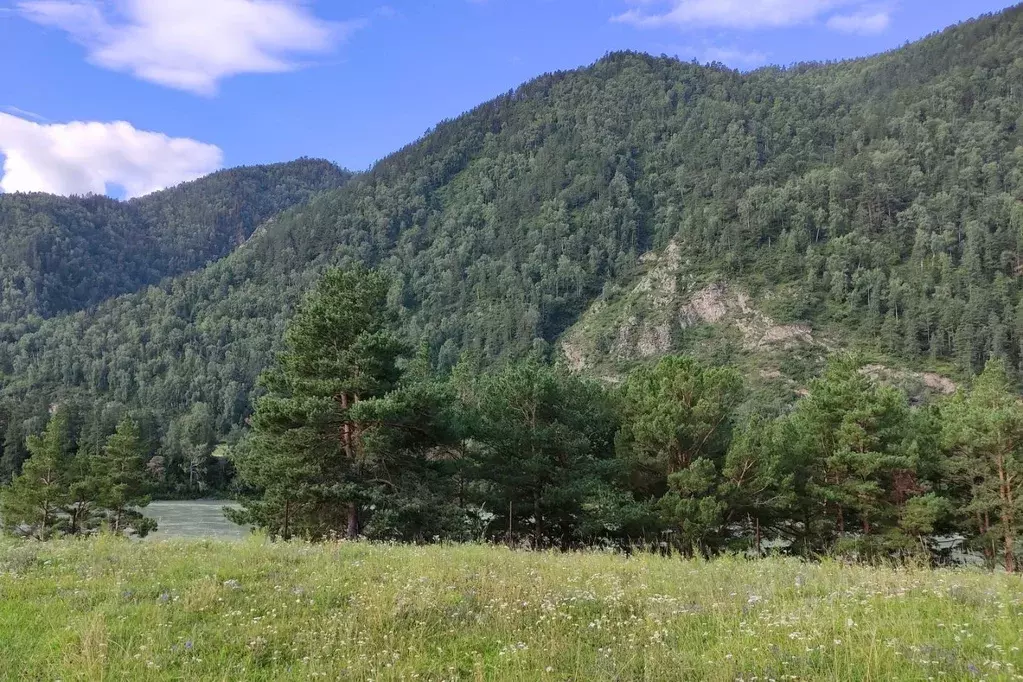 Участок в Алтай, Чемальский район, с. Чемал  (17.0 сот.) - Фото 1