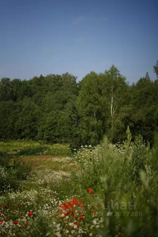 Участок в Московская область, Истра муниципальный округ, д. Кашино ул. ... - Фото 2